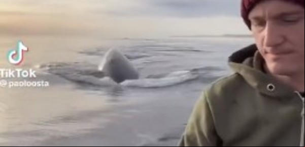 Se filmaron remando con ballenas en Puerto Madryn y Greenpeace usó el video para "pedir protección"