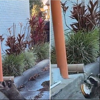 Un crack: un mapache espera paciente su pedido en Dunkin' Donuts