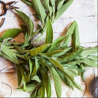 La planta que fortalece el cabello, es antibacteriana y reduce la glucemia