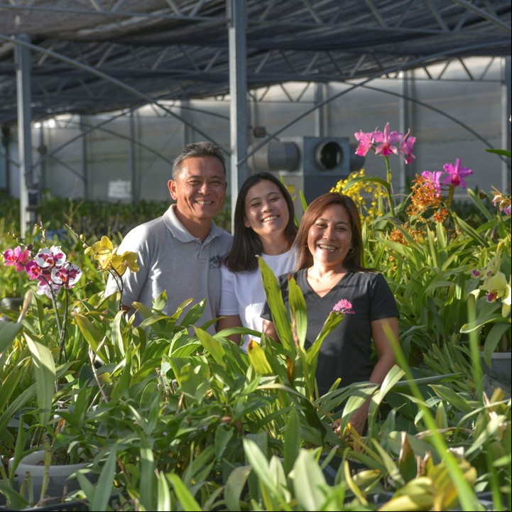 Rodeados. Los Ogata tiene 3500 metros cubiertos de invernáculos en San Miguel, donde crían orquídeas.