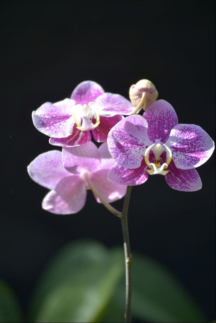 Phalaenopsis Híbrido. La especie más buscada y la más popular.
/FOTO: Constanza Niscovolos.