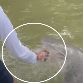 Dramático momento: un tiburón muerde y tira de un bote a un pescador