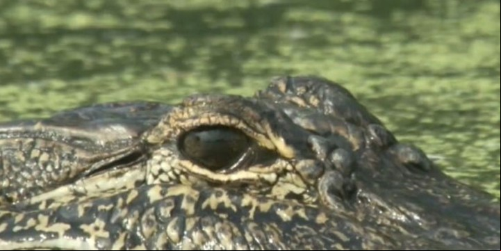 Las tortugas son unas de las presas favoritas de los caimanes. Foto: Archivo