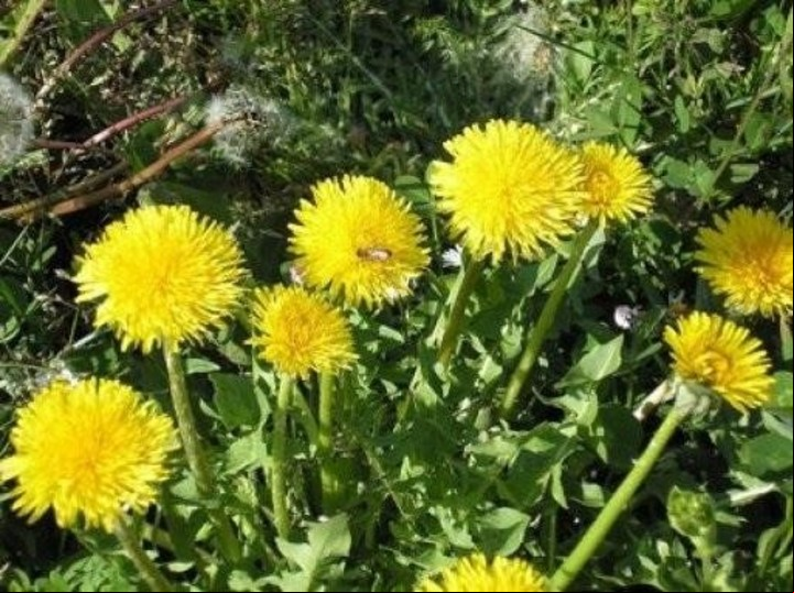 Las hojas y la raíz de la planta diente de león fortalecen el sistema inmunológico.