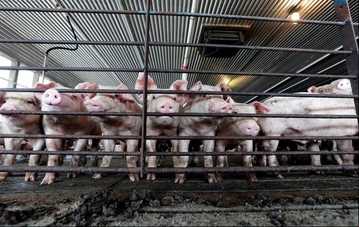 Estados Unidos produce cada año 10.000 millones de animales destinados a la alimentación, entre ellos más cerdos y aves de corral, que pueden albergar y transmitir la gripe, que casi cualquier otro país. Foto Gerry Broome/Associated Press