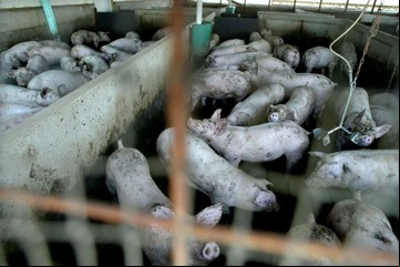 Las industrias animales de EE.UU. plantean riesgos de enfermedades para las personas