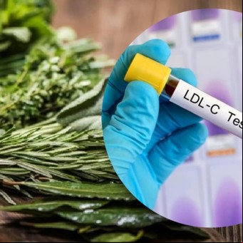 Las 5 hierbas que ayudan a reducir el colesterol malo: cómo se deben consumir