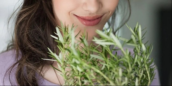 Cómo cubrir las canas con un preparado con natural de hojas de romero.