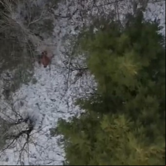 Filmaron con un dron a un Pie Grande mientras caminaba en un bosque