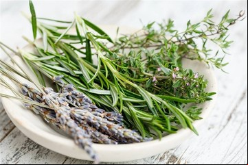 Cuál es la conocida planta aromática que podría beneficiar la circulación y reducir las várices