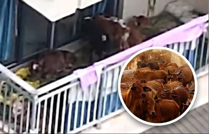 El campesino trató de criar siete terneros en el balcón de su departamento (Captura de video).