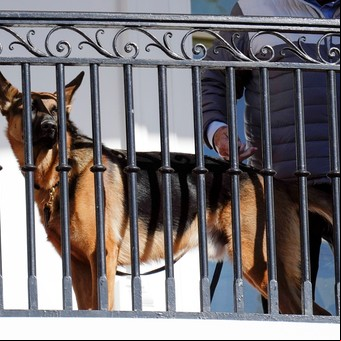 Commander, el perro de Joe Biden, volvió a morder a un agente del Servicio Secreto y ya lleva 11 episodios de ataques en la Casa Blanca