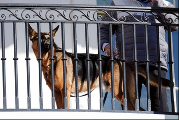 Commander, el perro de Joe Biden, volvió a morder a un agente del Servicio Secreto y ya lleva 11 episodios de ataques en la Casa Blanca