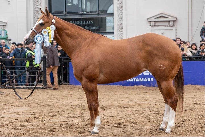 Quarter Lena Step, Gran Campeón Hembra Cuarto de Milla en Palermo.