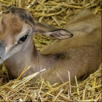 Nació por primera vez en cautiverio un animal que está extinto en la naturaleza