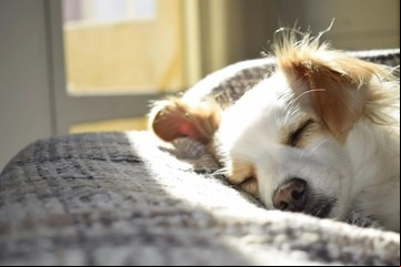 El truco casero para eliminar el olor a perro en tu hogar