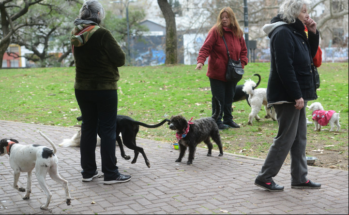 En la Ciudad hay cada vez más perros y menos chicos. Foto Luciano Thieberger