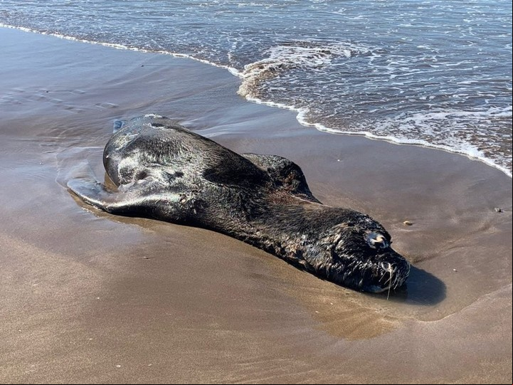 Un lobo marino muerto en la Costa argentina, donde la gripe aviar afectó a decenas de ejemplares.
