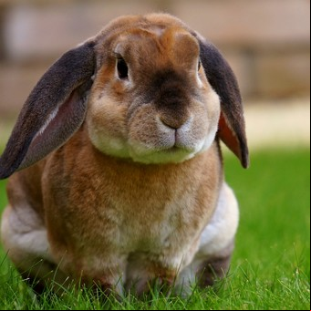 ¿Qué beneficios tiene tener un conejo en casa como mascota?