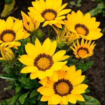 Cómo es el ritual con flores amarillas de los días martes para atraer dinero y prosperidad 