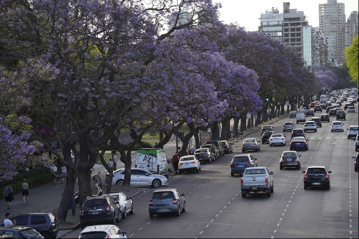 El jacarandá es nativo de América Latina, especialmente de Argentina, Paraguay y Bolivia. Foto: Emmanuel Fernández - Clarín.
