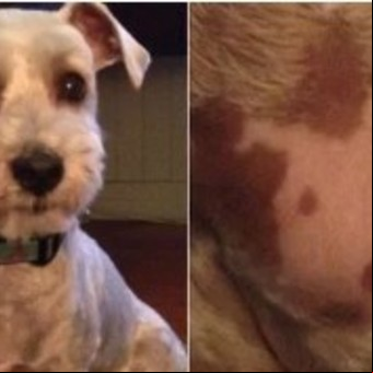 El perro que nació con un tatuaje de su rostro en el pecho