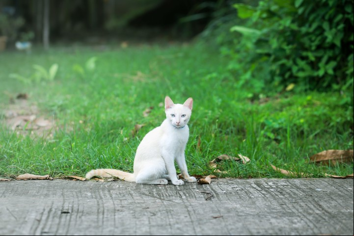 Gatos. Significado colores. Foto: Shutterstock
