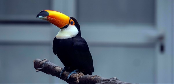 Las aves más coloridas de Argentina: descubrí las especies más vibrantes del país