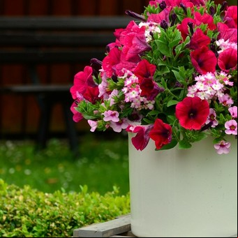 Plantas con flores, tipos y cuáles son ideales para tener en casa