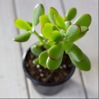 Las claves para saber si un árbol de jade es macho o hembra 