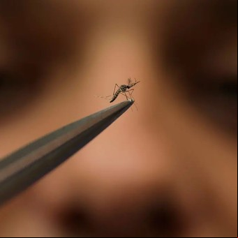 Dengue: quiénes tienen más chances de contagiarse por segunda vez si los pica un mosquito infectado