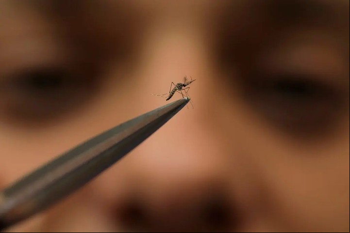 El mosquito Aedes aegypti, transmisor del virus del dengue. Foto: AP