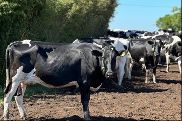 Estrategias integradas para expresar
el máximo potencial de los animales de tambo