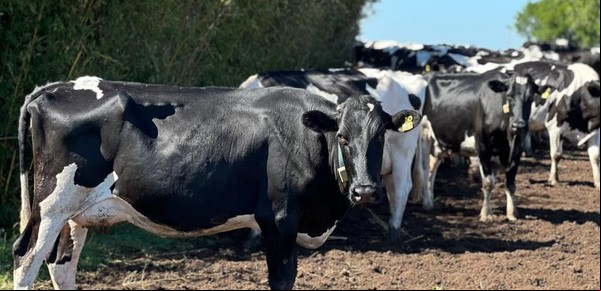 Estrategias integradas para expresar
el máximo potencial de los animales de tambo
