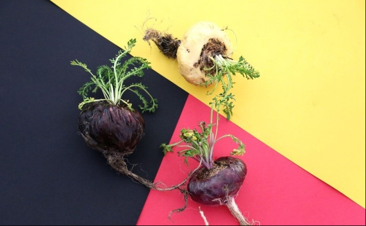 Los tres tipos de maca: negra, amarilla y roja.