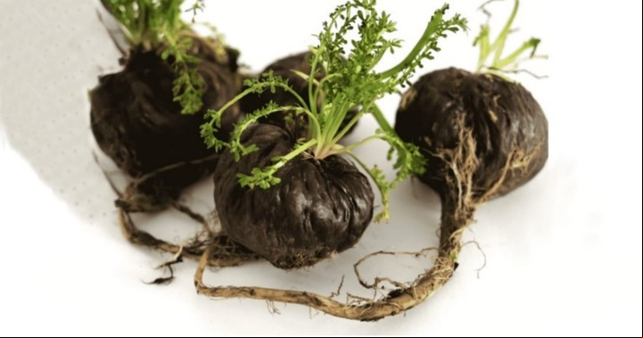 Los efectos de la maca negra son más rápidos y potentes que cualquier otro tipo.