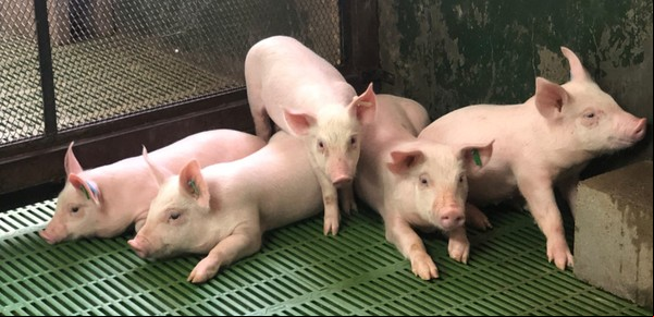 El sector porcino quiere invertir y crecer pero advierte sobre la invasión de bondiolas brasileras