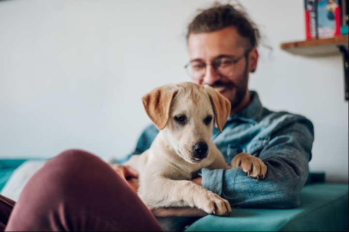 La Casa VI muestra cómo nos relacionamos con las mascotas. Foto:ilustración Shutterstock