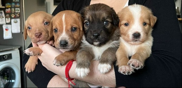 El grupo de amigas que tuvo una idea para cambiar la vida de miles de perros y gatos: "El amor lo cura todo"
