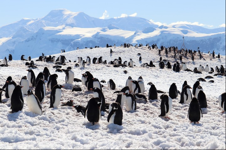 Postal antártica: hielos infinitos y muchos pingüinos. Foto Fernando Tarapow