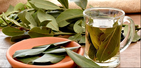 Qué efecto tiene en el cuerpo tomar té de hojas de laurel a diario