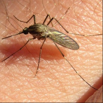 Invasión de mosquitos: en medio de la crisis del dengue, vuelve otra especie que pica más fuerte