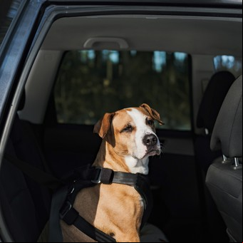 Perros y gatos: cómo llevarlos en auto de forma segura y 5 errores peligrosos a evitar