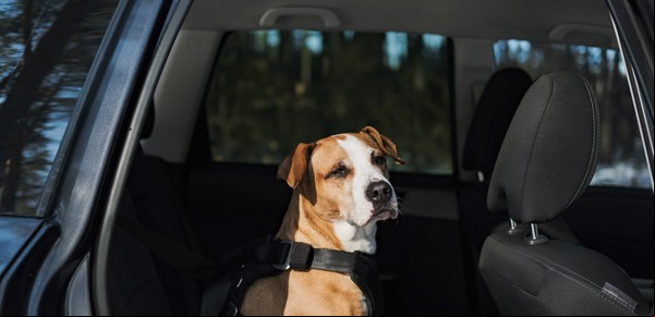 Viajar con mascotas en el auto: los rios que deberías usar y cuánto cuestan