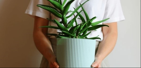 Estas son las claves para que tu aloe vera esté sano y brinde los mejores beneficios: cómo cuidarlo del frío de mayo
