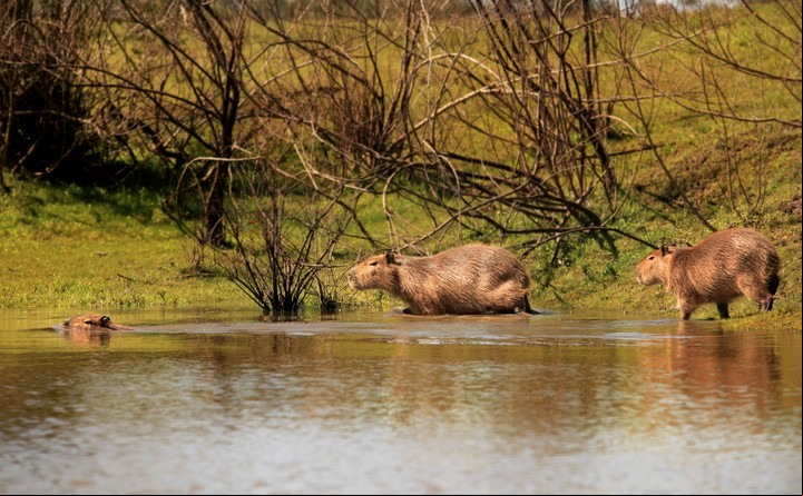 Carpinchos en el Delta del Paraná. Foto Sebastián Ingrassia