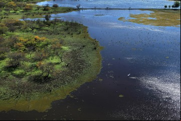 La fauna del Delta del Paraná: animales y hábitats únicos
