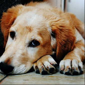Conocé la fórmula clave para eliminar el olor de las mascotas de tu hogar
