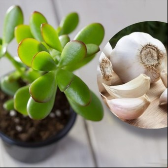 Cuál es el significado de poner ajo en el árbol de jade
