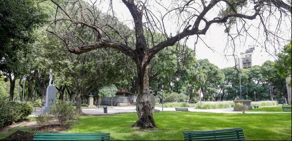 Por un extraño hongo deberán reemplazar 45 árboles en Parque Patricios